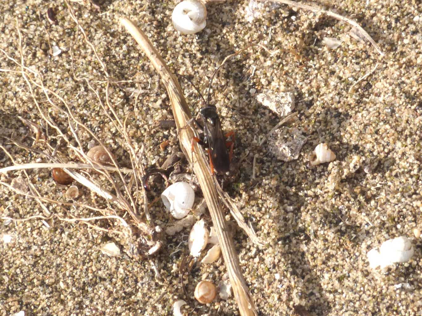 Piccolo Pompilidae